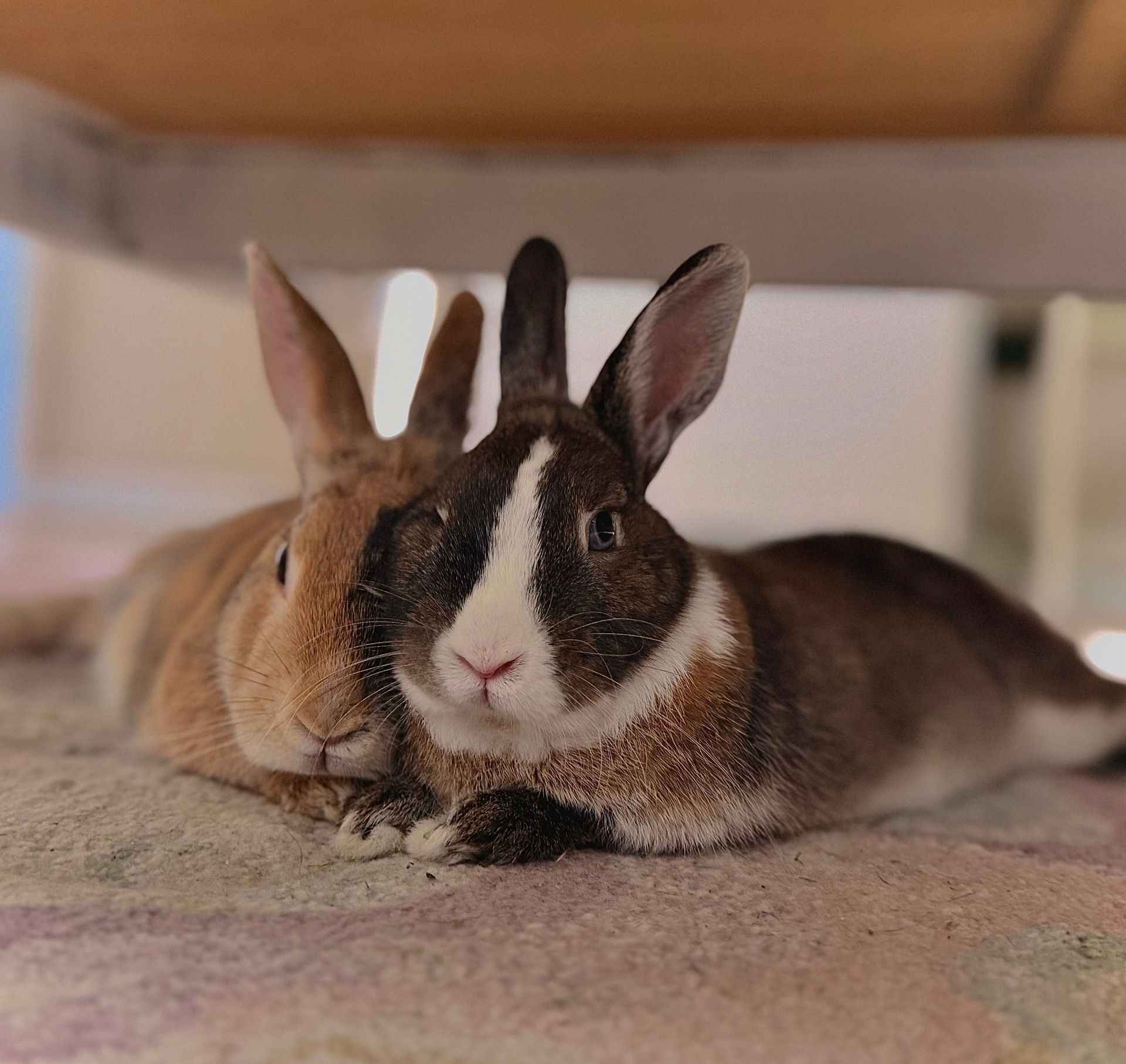 Two cute rabbits lying on a patterned rug indoors, capturing a cozy moment.